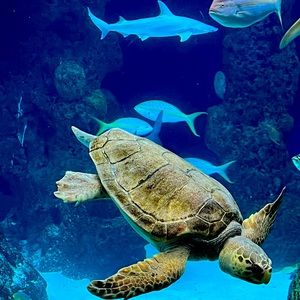 Meet your Posher, Joycelyn